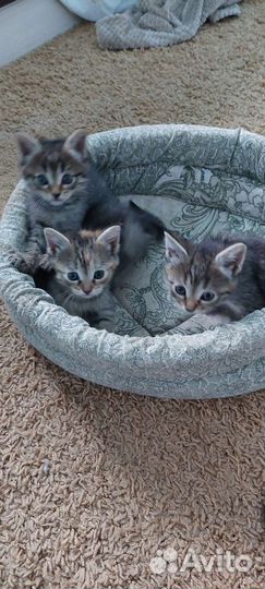 Котята в дар