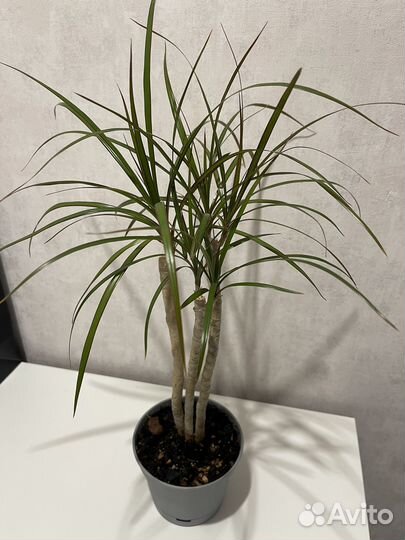 Пальма драцена