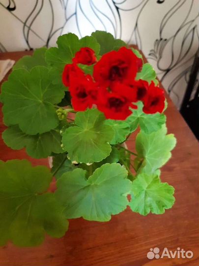 Пеларгония герань