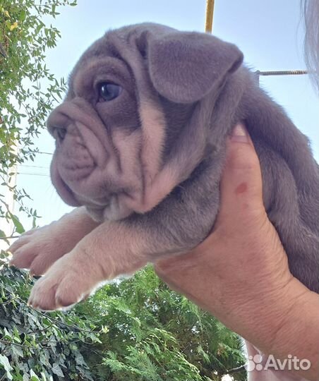 Лиловый бигроп