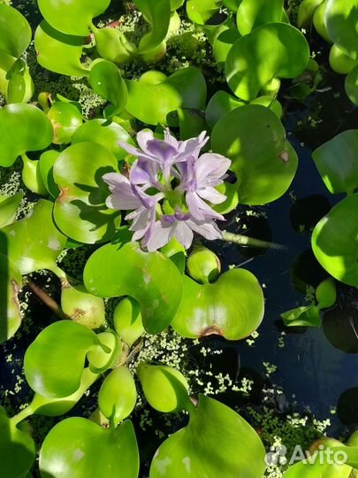 Орхидея дендробиум