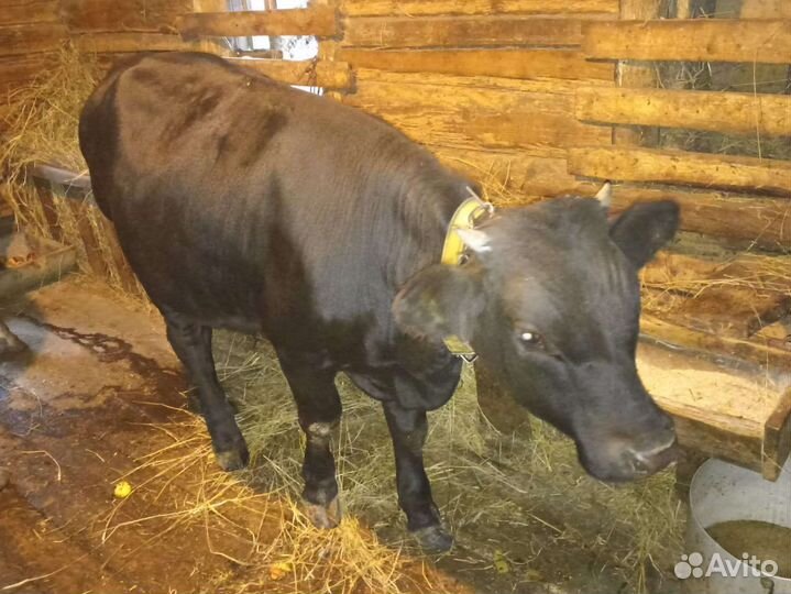 Продам коров