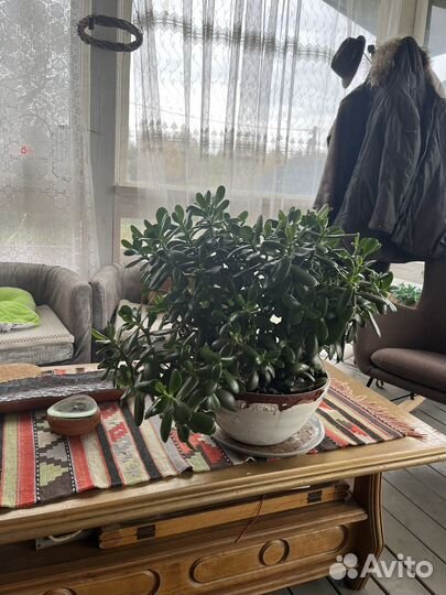 Толстянка красула денежное дерево