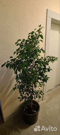 Фикус бенджамина