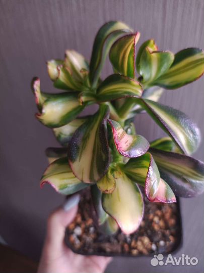 Суккуленты, сортовые крассулы