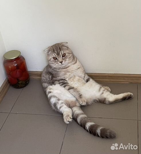 Шотландский кот вязка