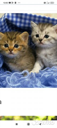 Котята