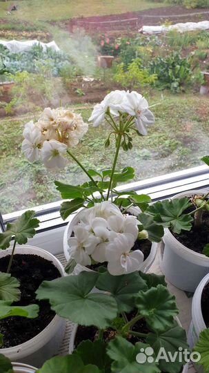 Пеларгония герань сортовая