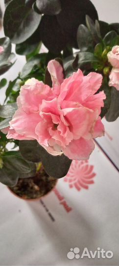 Шерцера, хамедорея