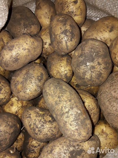 Продам картофель