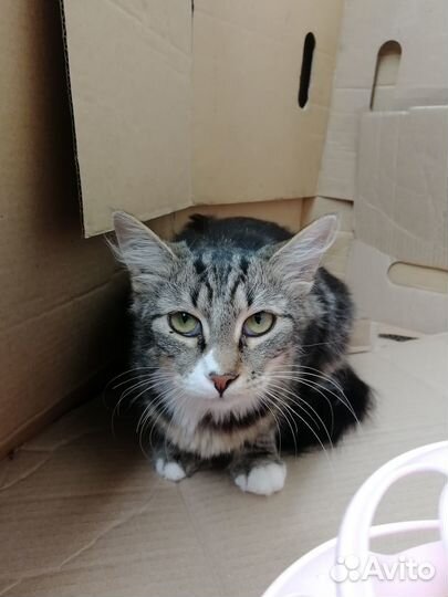 Котёйка Маргоша 4 мес пушистая ласкуша