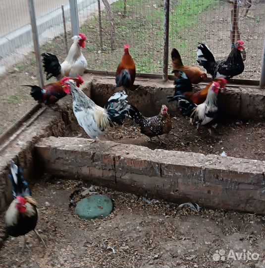 Карликовые петухи
