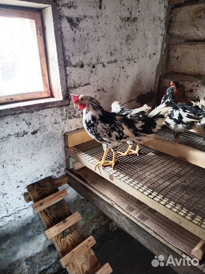 Петухи леггорн долматинец