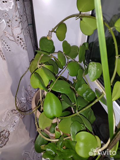 Хойя kerry. Валентинка