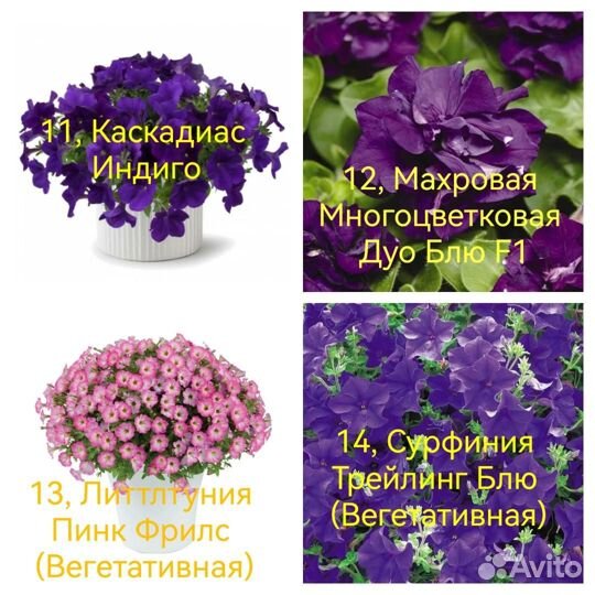 Укорененные черенки ампельных петуний