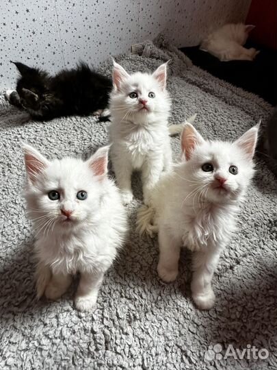 Котята мейн кун