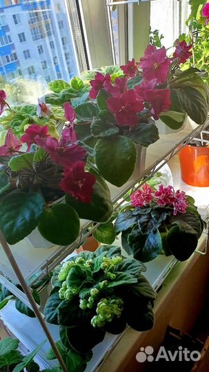 Цветущие фиалки