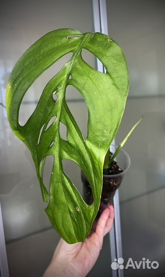 Комнатные растения(разные)