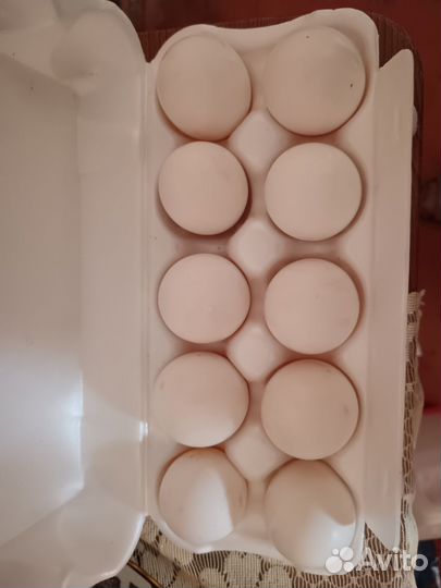 Домашние куриные яйца оптом