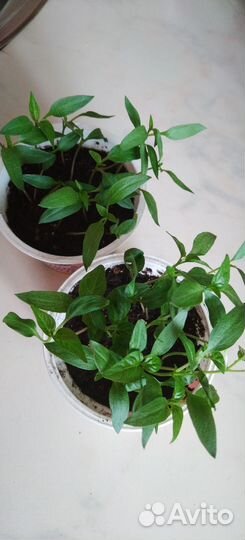 Перец на пикировку