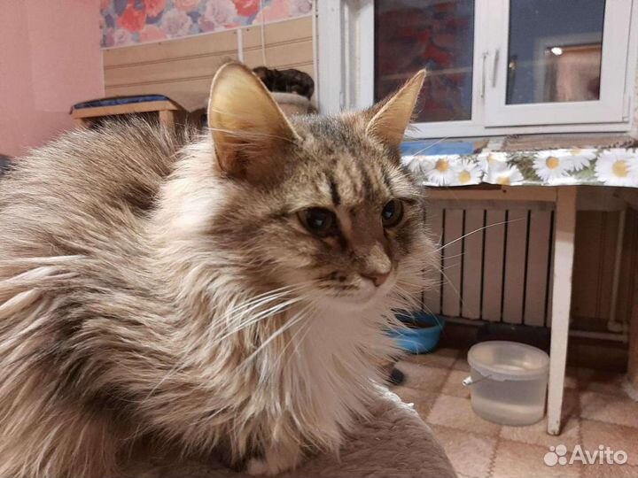 Ксюша ищет дом, стерилизована