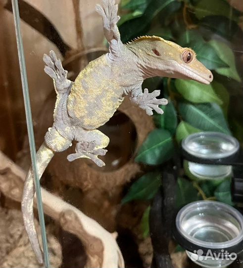 Реснитчатый бананоед