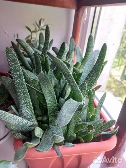 Кактусы и суккуленты