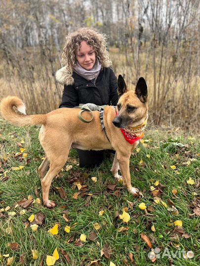 Красивая умная собака грустит в приюте