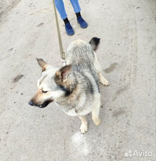 Пристраивается в добрые руки