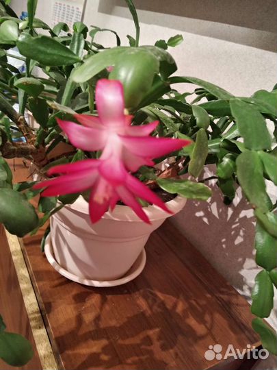 Цветок декабрист