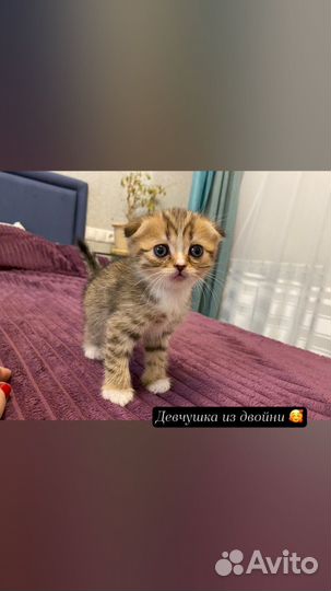 Продаются котята