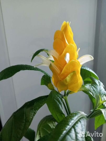 Комнатный цветок,Пахистахис''