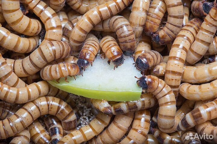 Личинка жука зоофобуса