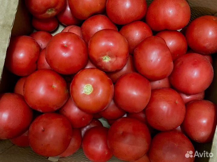 Помидоры оптом