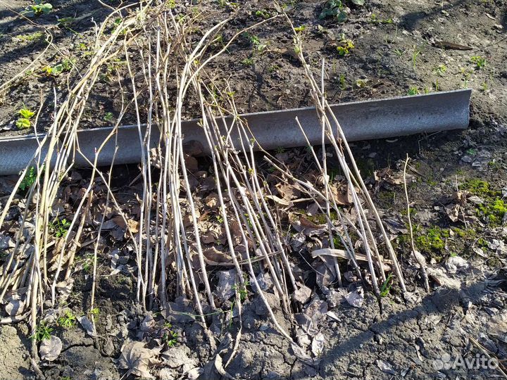 Саженцы малины