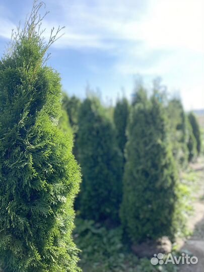 Саженцы Туи смарагд 220 см
