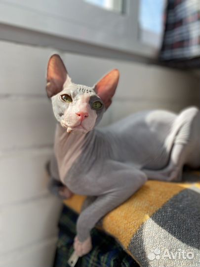 Донской сфинкс вязка