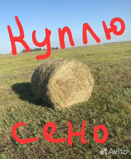 Сено в рулонах