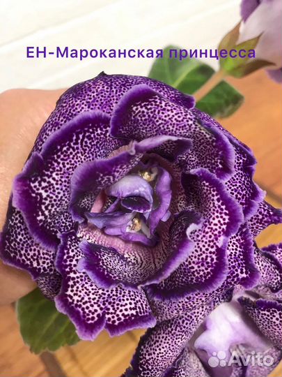 Глоксиния листы укорененные Часть 3