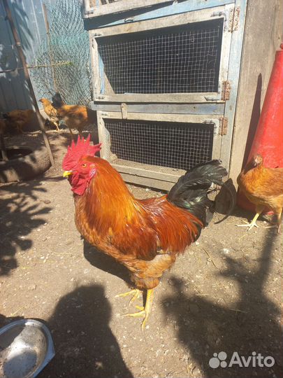 Кучинская Юбилейная(Балашиха)