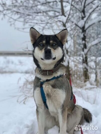 Алиса в добрые руки