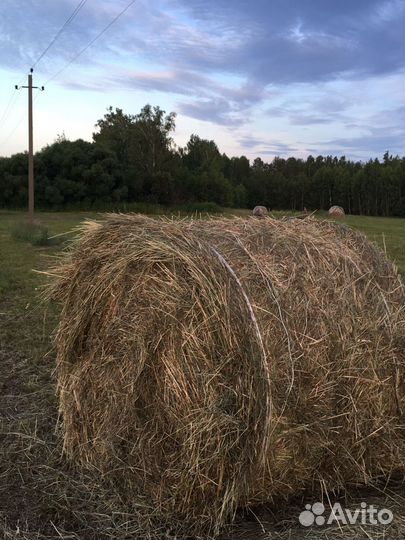 Сено в рулонах