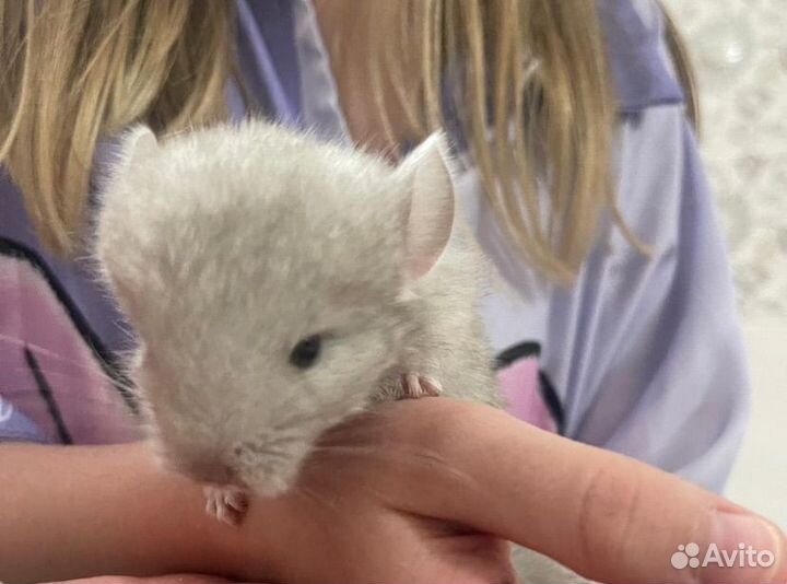 Шиншилла бежевая