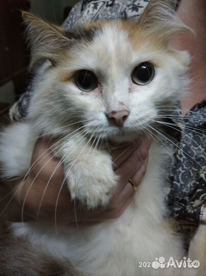 Мурочка осиротела