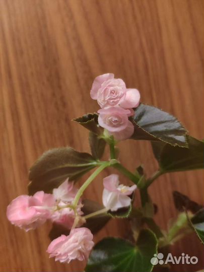 Бегония вечноцветущая розовая розочка