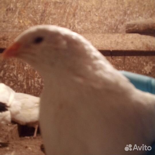 Яйцо на инкубацию