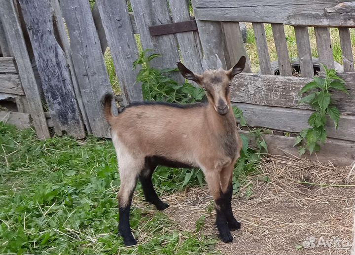 Продается коза и козлик чешка альпийской породы