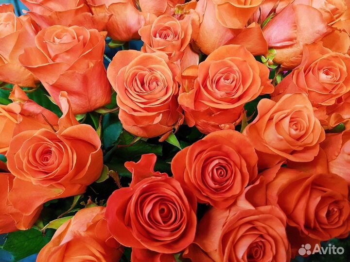 Роза Россия