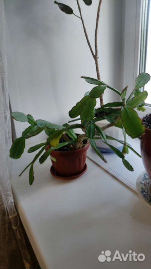 Декабрист шлюмбергера