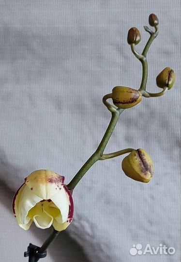 Орхидея